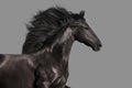 Black frisian stallion Royalty Free Stock Photo