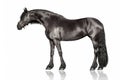 Black frisian stallion isolated Royalty Free Stock Photo