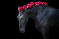 Black frisian stallion Royalty Free Stock Photo