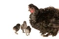 Black Frizzle Chicken with three baby chicks isolated on white