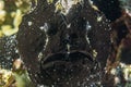 Black frog fish mouth detail in Cebu Philippines