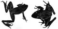 black frog silhouettes on white