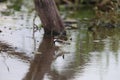 black-fronted dotterel (Charadrius melanops) Queensland, Australia Royalty Free Stock Photo