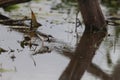 black-fronted dotterel (Charadrius melanops) Queensland, Australia Royalty Free Stock Photo