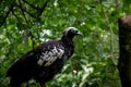 Black-fronted Piping Guan or Jacutinga at Parque das Aves - Foz do Iguacu, Parana, Brazil