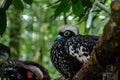 Black-fronted Piping Guan or Jacutinga at Parque das Aves - Foz do Iguacu, Parana, Brazil