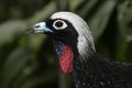 Black-fronted piping-guan, Penelope jacutinga