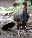 Black fronted piping guan wild Costa Rica turkey like bird