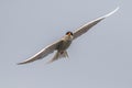 Black fronted tern bird in flight at Bhigwan bird sanctuary