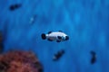 Black Frostbite Ocellaris Clownfish - Aquarium fish