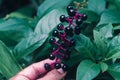 Black fruit and green leaves spring texture backgrounf