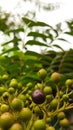 Black fruit mature first than other green fruits