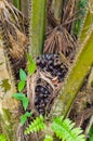 Black fruit nuts of Plentifully Oil Palm Tree