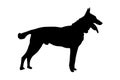 Black full height silhouette of a dog with tongue and tail sticking out on white. Adult male Belgian Shepherd or Malinois. Side