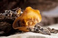 Black Fungus Royalty Free Stock Photo