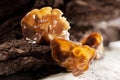 Black fungus Royalty Free Stock Photo