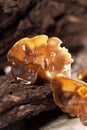 Black fungus Royalty Free Stock Photo