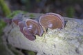 A number of Jew`s Ear Fungi Auricularia auricula-judae growing on a tree