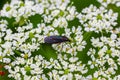 Black Fungus Gnat, Sciara thomae, on white flowers on green blurred background Royalty Free Stock Photo