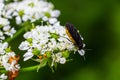 Black Fungus Gnat, Sciara thomae, on white flowers on green blurred background Royalty Free Stock Photo