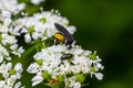 Black Fungus Gnat, Sciara thomae, on white flowers on green blurred background Royalty Free Stock Photo