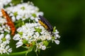 Black Fungus Gnat, Sciara thomae, on white flowers on green blurred background Royalty Free Stock Photo