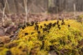 Black fungus grows through moss