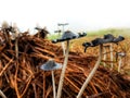 Black fungus grows on rice straw