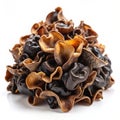 Black fungus on white background Royalty Free Stock Photo
