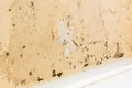 Black fungus on the walls Royalty Free Stock Photo