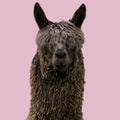 Black funny alpaca on pink background