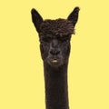 Black funny alpaca on yellow background