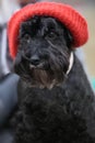 Black funny cute dog with red hat Royalty Free Stock Photo