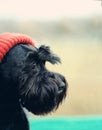 Black funny cute dog with red hat Royalty Free Stock Photo