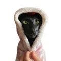 Black funny oriental cat in hoodie
