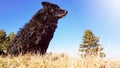 Black funny and sleepy curly dog sitting on a dry winter grass relaxing and catching warm morning sun