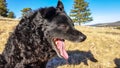 Black funny and sleepy curly dog sitting on a dry winter grass relaxing and catching warm morning sun Royalty Free Stock Photo