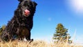 Black funny and sleepy curly dog sitting on a dry winter grass relaxing and catching warm morning sun Royalty Free Stock Photo