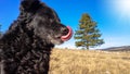 Black funny and sleepy curly dog sitting on a dry winter grass relaxing and catching warm morning sun Royalty Free Stock Photo