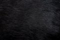 Black fur. Background Royalty Free Stock Photo