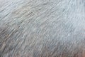 Black fur hair texture of dog Royalty Free Stock Photo