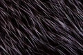 Black fur macro villus texture detail nature Royalty Free Stock Photo