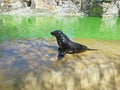 Black fur seal on the stone floor near the pool in the zoo Royalty Free Stock Photo