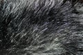 black fur shimmers in the sun. Abstract background.