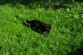 Black furious cat is looking for a hunt on the green grass Royalty Free Stock Photo