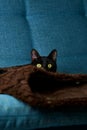 Black-furred domestic cat atop a dark-colored comfy couch blanket, gazing with alert curiosity