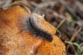 Black furry caterpillar worm