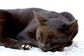 Black, cute sleeping cat - close up Royalty Free Stock Photo