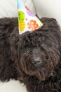 Black furry dog lying on white chair wearing a birthday party hat Royalty Free Stock Photo