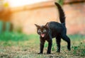 Black furry homeless kitten tuck the tail up Royalty Free Stock Photo